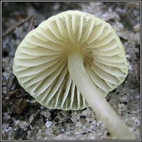 Mycena chlorantha