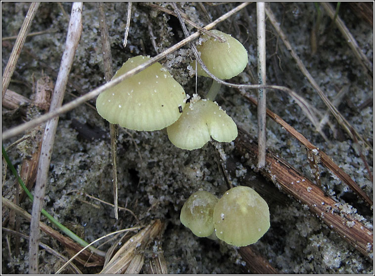 Mycena chlorantha