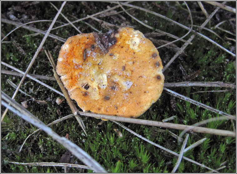 False chanterelle, Hygrophoropsis aurantiaca