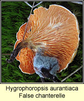 Hygrophoropsis aurantiaca, False chanterelle