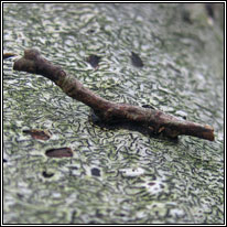 Glue Fungus, Hymenochaete corrugata