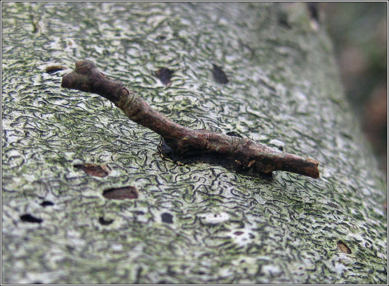 Glue Fungus, Hymenochaete corrugata