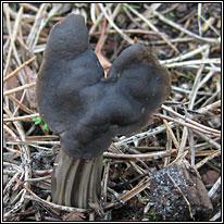 Elfin Saddle, Helvella lacunosa