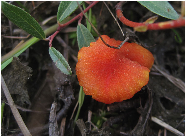 Hygrocybe coccineocrenata