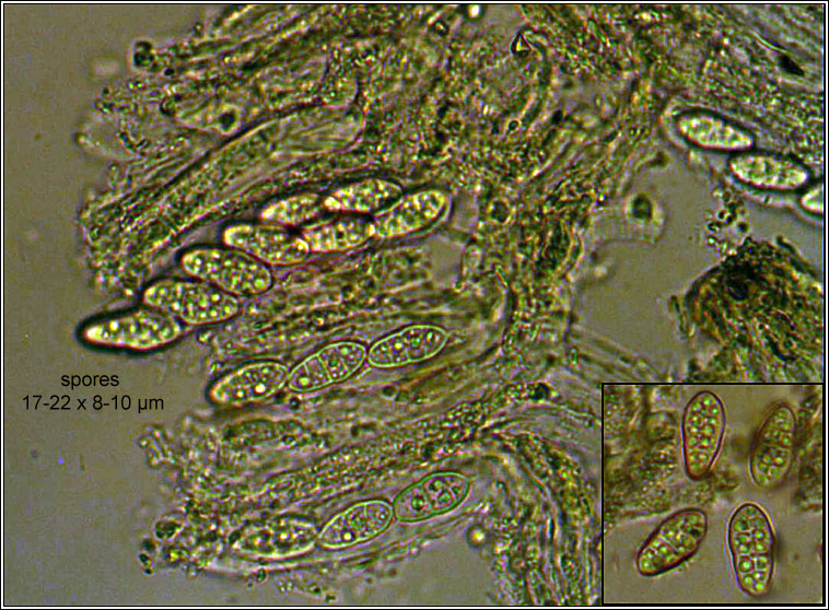 Hysterobrevium constrictum