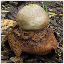 Geastrum triplex, Collared Earth-star