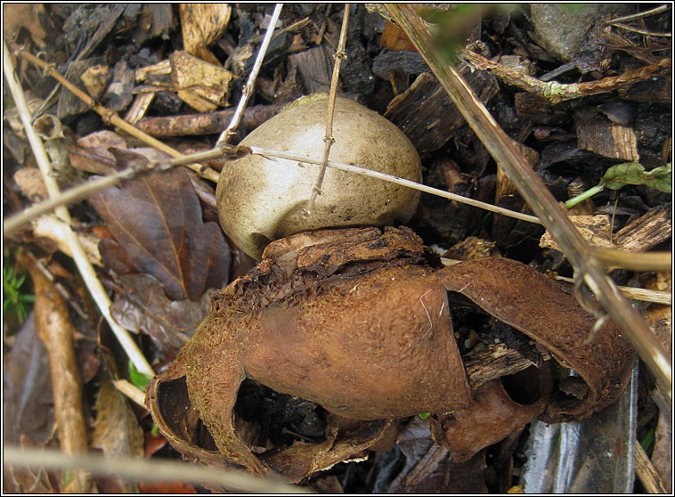 Geastrum triplex, Collared Earth-star