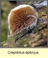 Crepidotus epibryus