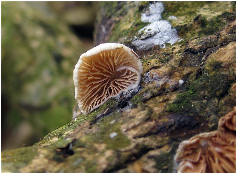 Crepidotus