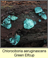 Chlorociboria aeruginascens, Green Elfcup