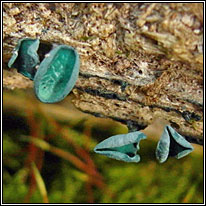 Chlorociboria aeruginascens, Green Elfcup