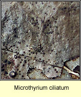 Microthyrium ciliatum