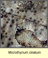 Microthyrium ciliatum