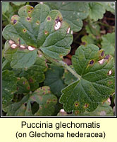 Puccinia glechomatis