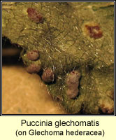 Puccinia glechomatis