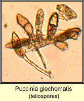 Puccinia glechomatis