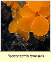 Byssonectria terrestris