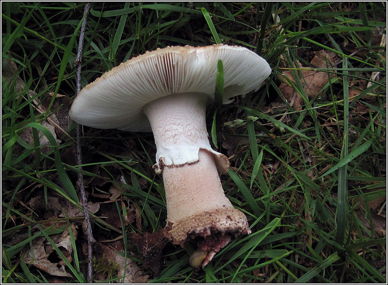 The Blusher, Amanita rubescens