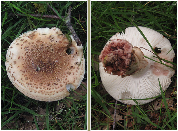 The Blusher, Amanita rubescens