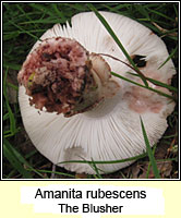 Amanita rubescens, The Blusher