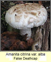 Amanita citrina var alba, False Deathcap