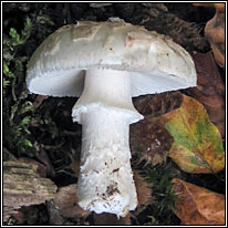 Amanita citrina var alba, False Deathcap