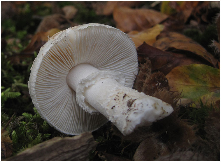 Amanita citrina var alba, False Deathcap