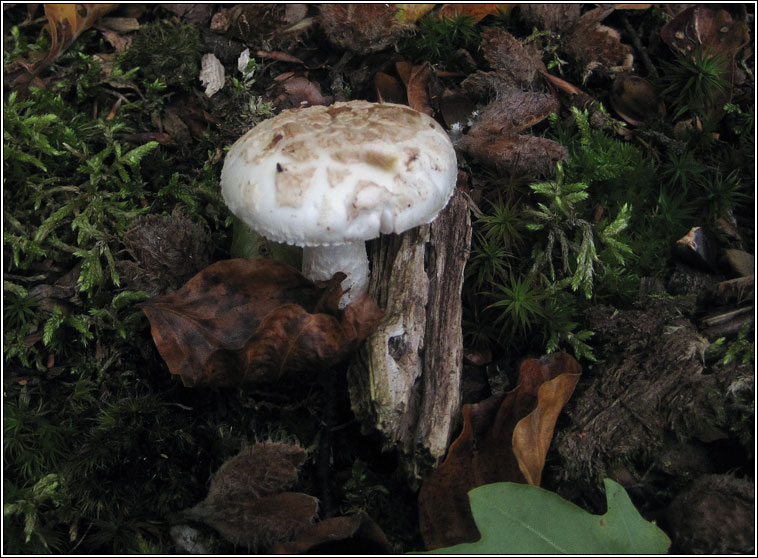 Amanita citrina var alba, False Deathcap