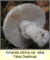 Amanita citrina var alba, False Deathcap