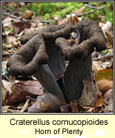 Craterellus cornucopioides, Horn of Plenty