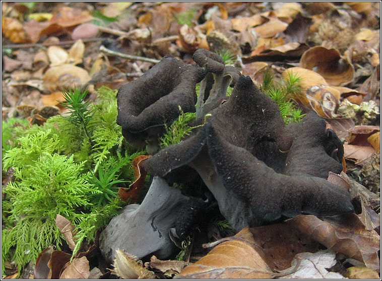 Horn of Plenty, Craterellus cornucopioides