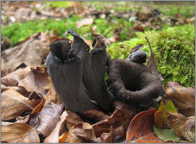 Horn of Plenty, Craterellus cornucopioides