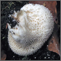 Common Puffball, Lycoperdon perlatum