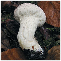 Stump Puffball, Lycoperdon pyriforme