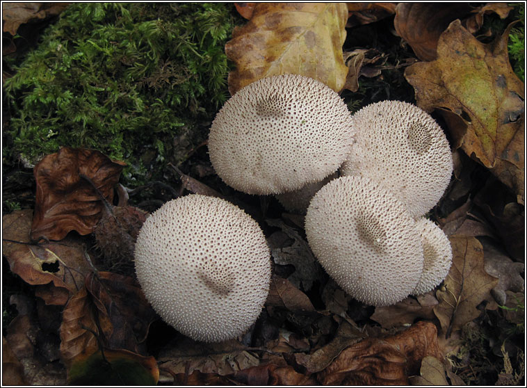 Stump Puffball, Lycoperdon pyriforme