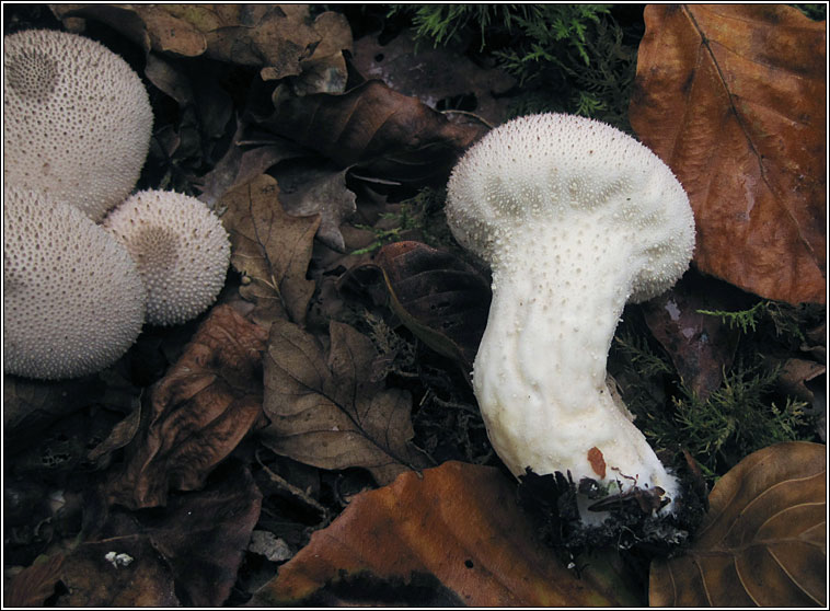 Stump Puffball, Lycoperdon pyriforme