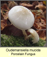 Oudemansiella mucida, Porcelain Fungus