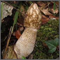 Stinkhorn, Phallus impudicus