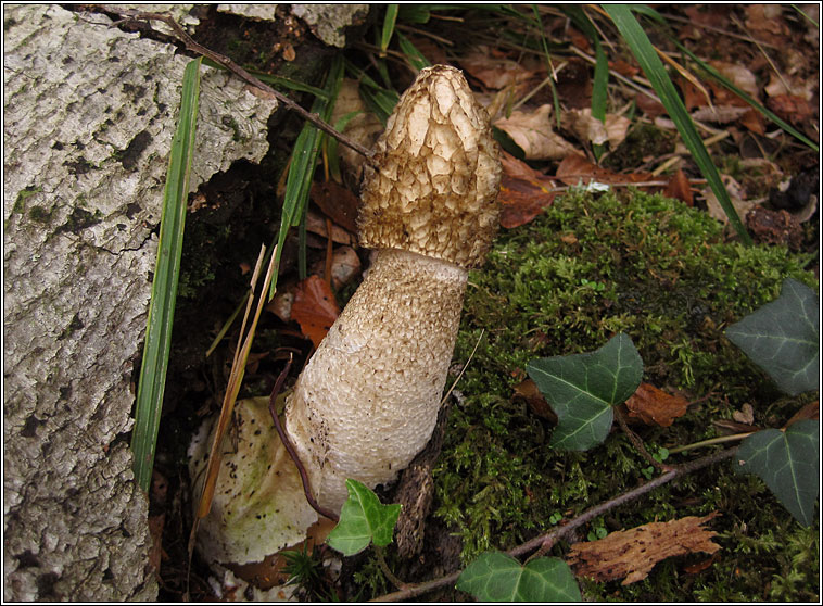 Stinkhorn, Phallus impudicus