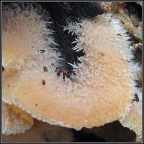 Jelly Rot, Phlebia tremellosa