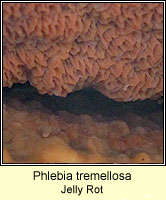 Phlebia tremellosa, Jelly Rot