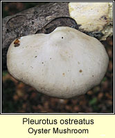 Pleurotus ostreatus, Oyster Mushroom