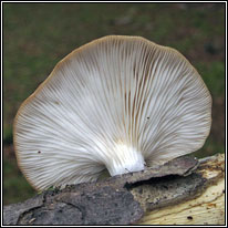 Oyster Mushroom, Pleurotus ostreatus