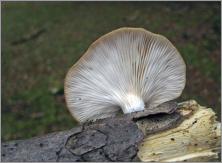 Oyster Mushroom, Pleurotus ostreatus