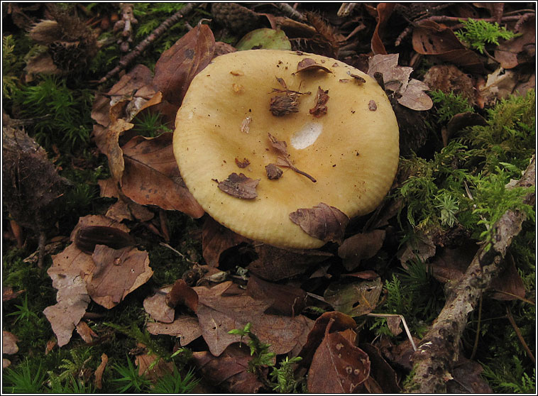 Ochre Brittlegill, Russula ochroleuca