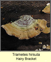 Trametes hirsuta, Hairy Bracket