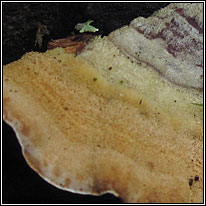 Hairy Bracket, Trametes hirsuta