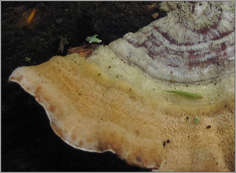 Hairy Bracket, Trametes hirsuta