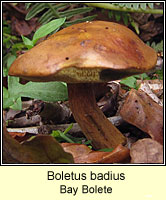 Boletus badius, Bay Bolete