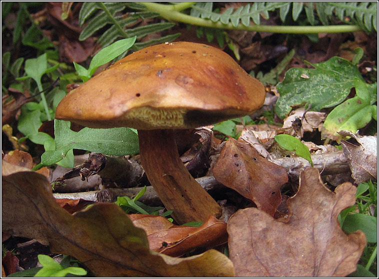 Boletus badius, Bay Bolete